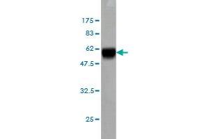 Western Blotting (WB) image for anti-Mesenchyme Homeobox 2 (MEOX2) (AA 1-303) antibody (ABIN561806)