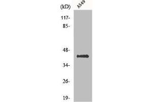 Western Blot analysis of A549 cells using Flotillin-2 Polyclonal Antibody (Flotillin 2 Antikörper  (Internal Region))