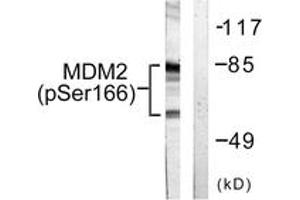 Western blot analysis of extracts from COS7 cells, using MDM2 (Phospho-Ser166) Antibody. (MDM2 Antikörper  (pSer166))