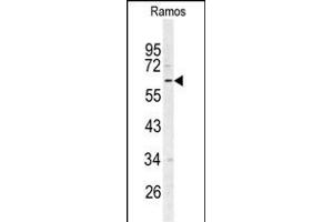 Western blot analysis of RIP3 (RIPK3) Antibody (N-term) (ABIN391272 and ABIN2841322) in Ramos cell line lysates (35 μg/lane). (RIPK3 Antikörper  (N-Term))