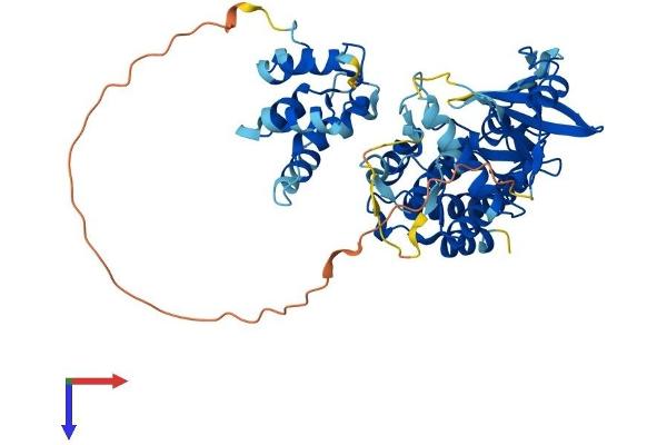 IRAK4 Protein (AA 1-459) (His tag)