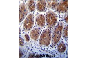 Metabotropic Glutamate Receptor 1 (GPRC1A) Antibody immunohistochemistry analysis in formalin fixed and paraffin embedded human stomach tissue followed by peroxidase conjugation of the secondary antibody and DAB staining. (Metabotropic Glutamate Receptor 1 Antikörper  (C-Term))