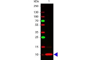 Western Blot of Rabbit anti-Fractalkine antibody. (CX3CL1 Antikörper)