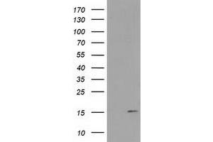 Western Blotting (WB) image for anti-Family with Sequence Similarity 127, Member C (FAM127C) antibody (ABIN1498197) (FAM127C Antikörper)