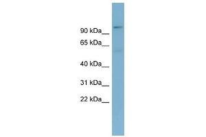 TBL3 antibody used at 1 ug/ml to detect target protein.