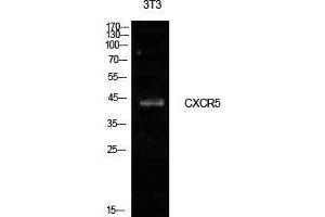 Western Blot (WB) analysis of NIH-3T3 cells using Blr1 Polyclonal Antibody. (CXCR5 Antikörper  (Internal Region))