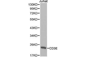 Western blot analysis of extracts of Jurkat cell lines, using CD3E antibody. (CD3 epsilon Antikörper  (AA 25-207))