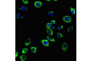 Immunofluorescent analysis of A549 cells using ABIN7163728 at a dilution of 1:100 and Alexa Fluor 488-congugated AffiniPure Goat Anti-Mouse IgG(H+L).