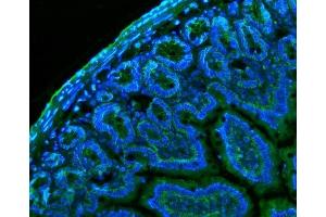 IF analysis of CD147/Bsg using anti-CD147/Bsg antibody (ABIN7601575).