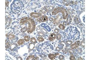 XTP3TPA antibody was used for immunohistochemistry at a concentration of 4-8 ug/ml to stain Epithelial cells of renal tubule (arrows) in Human Kidney.