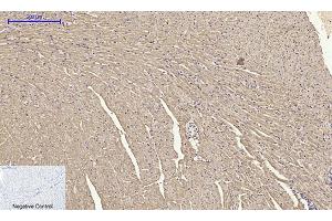 Immunohistochemical analysis of paraffin-embedded mouse heart tissue. (Cytochrome C Antikörper  (AA 1268-1341))