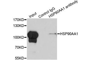 Immunoprecipitation analysis of 200ug extracts of HeLa cells using 1ug HSP90AA1 antibody (ABIN6292999). (HSP90AA1 Antikörper)