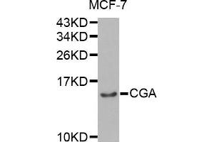Western blot analysis of extracts of MCF-7 cell line, using CGA antibody. (CGA Antikörper  (AA 25-116))