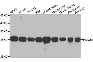 Western blot analysis of extracts of various cell lines, using HMGB1 antibody. (HMGB1 Antikörper  (AA 100-200))