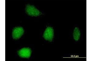 Immunofluorescence of purified MaxPab antibody to RFC3 on HeLa cell. (RFC3 Antikörper  (AA 1-356))