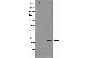 Western blot analysis on HeLa cell lysate using TALL-2 Antibody,The lane on the left is treated with the antigen-specific peptide. (TNFSF13 Antikörper  (Internal Region))