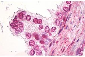 Anti-SS18 / SYT antibody IHC staining of human prostate. (SS18 Antikörper  (AA 1-50))