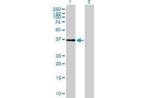 Western Blot analysis of NIF3L1 expression in transfected 293T cell line by NIF3L1 MaxPab polyclonal antibody. (NIF3L1 Antikörper  (AA 1-350))