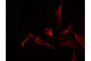 ABIN6278485 staining  293 cells by IF/ICC. (Krs-1/2 Antikörper)