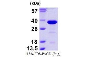Image no. 1 for RAN Binding Protein 1 (RANBP1) protein (His tag) (ABIN1098236)