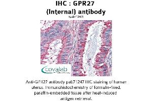 Image no. 2 for anti-G Protein-Coupled Receptor 27 (GPR27) (Internal Region) antibody (ABIN1735041) (GPR27 Antikörper  (Internal Region))
