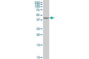 Western Blotting (WB) image for anti-Phospholipase A2, Group XV (PLA2G15) (AA 314-412) antibody (ABIN525357)