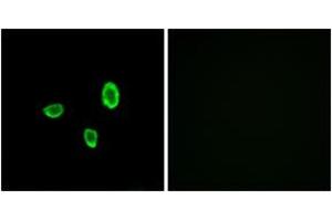 Immunofluorescence analysis of A549 cells, using OR10G7 Antibody.
