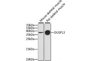 Western blot analysis of extracts of various cell lines using DUSP13 Polyclonal Antibody at dilution of 1:1000. (DUSP13 Antikörper)