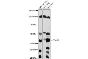 Western blot analysis of extracts of various cell lines, using C5 antibody (ABIN6127535, ABIN6137777, ABIN6137778 and ABIN6219037) at 1:1000 dilution. (C5AR1 Antikörper  (AA 250-350))