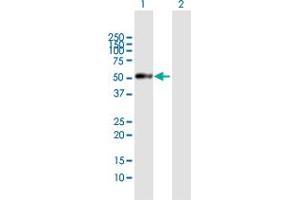 Western Blot analysis of PRSS35 expression in transfected 293T cell line by PRSS35 MaxPab polyclonal antibody. (PRSS35 Antikörper  (AA 1-413))