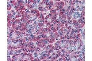 Anti-TEM1 antibody IHC of human pancreas. (CD248 Antikörper  (C-Term))