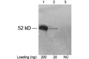 Lane 1-2: V5-tag fusion protein in Hela cell lysate (~52 kD) Lane 3: Negative Hela cell lysate Primary antibody: 1 µg/mL Rabbit Anti-V5-tag [HRP] Polyclonal Antibody (ABIN398544) The signal was developed with LumiSensorTM HRP Substrate Kit (ABIN769939) (V5 Epitope Tag Antikörper  (HRP))