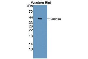 Detection of Recombinant GAL8, Mouse using Polyclonal Antibody to Galectin 8 (GAL8) (LGALS8 Antikörper  (AA 1-316))