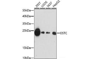 Western blot analysis of extracts of various cell lines using OSTC Polyclonal Antibody at dilution of 1:1000. (OSTC Antikörper)
