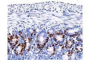 Immunohistochemistry analysis of paraffin-embedded mouse jejunum(intraperitoneal injection BrdU every 2 hours for 4 times) using Brdu Monoclonal Antibody at dilution of 1:300. (BrdU Antikörper)