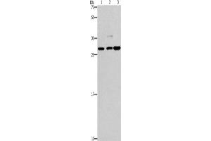 Western Blotting (WB) image for anti-V-Crk Sarcoma Virus CT10 Oncogene Homolog (Avian)-Like (CRKL) antibody (ABIN2432887) (CrkL Antikörper)