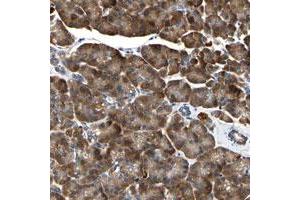 Immunohistochemical staining of human pancreas with TMED7-TICAM2 polyclonal antibody  shows strong cytoplasmic positivity in exocrine glandular cells. (TMED7 Antikörper)