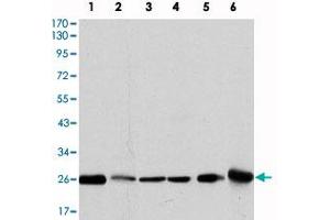 Western blot analysis using GSTM1 monoclonal antibody, clone 1H4F2  against MCF-7 (1) , PC-12 (2) , Jurkat (3) , HeLa (4) , HL7702 (5) and HepG2 (6) cell lysate.