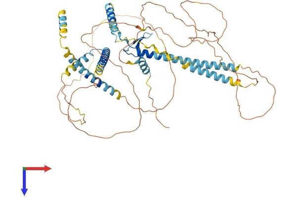 GATAD2B Protein (AA 1-593) (His tag)