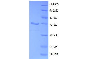 SDS-PAGE (SDS) image for 30S Ribosomal Protein S21 (RpsU) (AA 2-71), (full length) protein (GST tag) (ABIN1046339) (30S Ribosomal Protein S21 (RpsU) (AA 2-71), (full length) protein (GST tag))