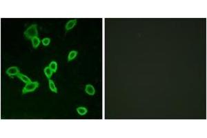 Immunofluorescence (IF) image for anti-Leucine-Rich Repeat-Containing G Protein-Coupled Receptor 6 (LGR6) (AA 471-520) antibody (ABIN2890888) (LGR6 Antikörper  (AA 471-520))