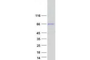 Validation with Western Blot (IKZF1 Protein (Myc-DYKDDDDK Tag))