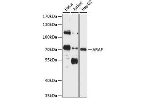 Western blot analysis of extracts of various cell lines, using ARAF antibody (ABIN1678493, ABIN3015104, ABIN3015105 and ABIN6213650) at 1:1000 dilution. (ARAF Antikörper  (AA 371-606))