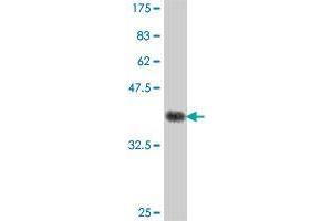 Western Blot detection against Immunogen (38. (RNF150 Antikörper  (AA 67-176))