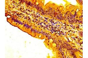 IHC image of ABIN7153426 diluted at 1:300 and staining in paraffin-embedded human small intestine tissue performed on a Leica BondTM system. (FUT3 Antikörper  (AA 83-187))