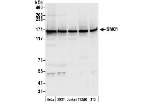Western Blotting (WB) image for anti-Structural Maintenance of Chromosomes 1A (SMC1A) (C-Term) antibody (ABIN7453928)