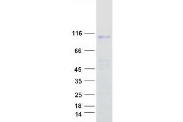 Integrin beta 7 Protein (ITGB7) (Myc-DYKDDDDK Tag)