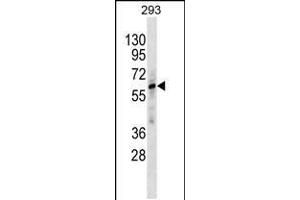 Western blot analysis in 293 cell line lysates (35ug/lane). (ZNF775 Antikörper  (C-Term))