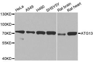 Western blot analysis of extracts of various cell lines, using ATG13 antibody. (ATG13 Antikörper  (AA 281-480))