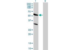 Western Blot analysis of TRAF7 expression in transfected 293T cell line by TRAF7 polyclonal antibody.